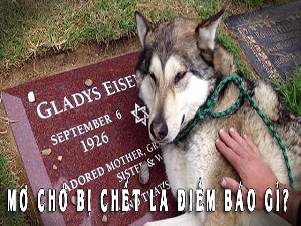 Nằm mơ thấy chó chết đánh con gì?