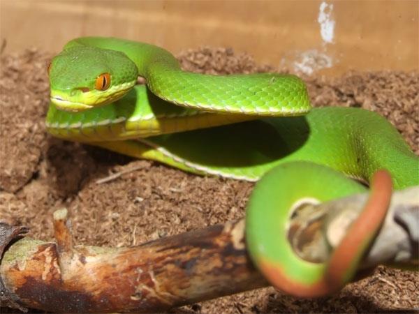 Nằm mơ thấy rắn chết chơi con gì có ý nghĩa gì thú vị