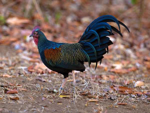 Bắt gặp thấy gà rừng Bắt gặp thấy gà rừng