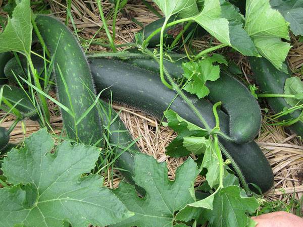 Nằm mơ thấy quả bí xanh đánh con gi có ý nghĩa gì