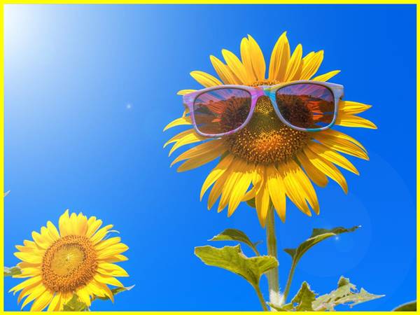 Mơ thấy hoa hướng dương đánh con gì? đánh con số mấy