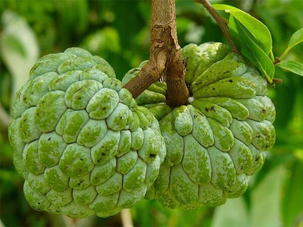 Chiêm bao mơ thấy quả na điềm báo gì, đánh con gì may?