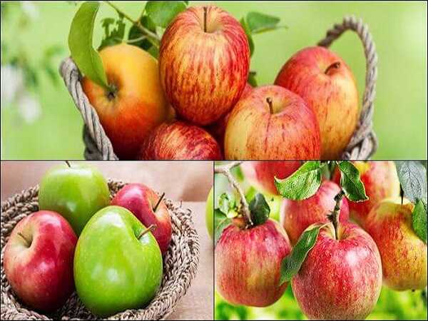 Nằm mơ thấy quả táo đánh con gì? Là điềm báo gì?