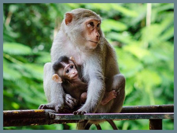 Nằm mơ thấy con khỉ đánh số mấy? Giải mã giấc mơ thấy khỉ