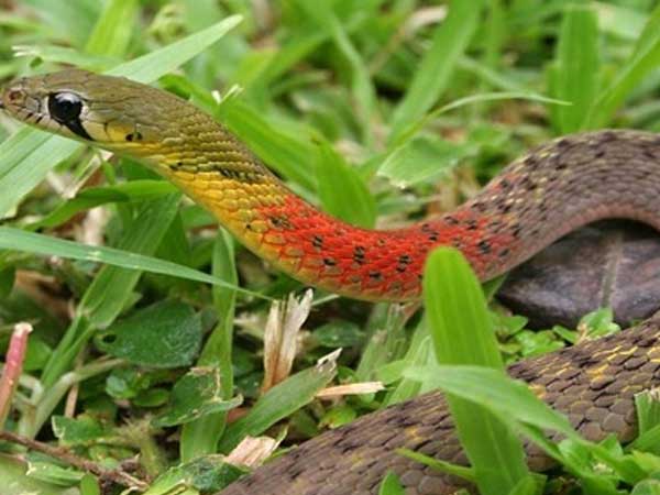 Nằm mơ thấy rắn chết chơi con gì có ý nghĩa gì thú vị