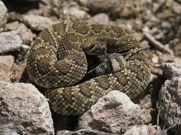 Giải đáp ý nghĩa giấc mơ thấy rắn đuôi chuông dự báo lành hay dữ sắp tới?