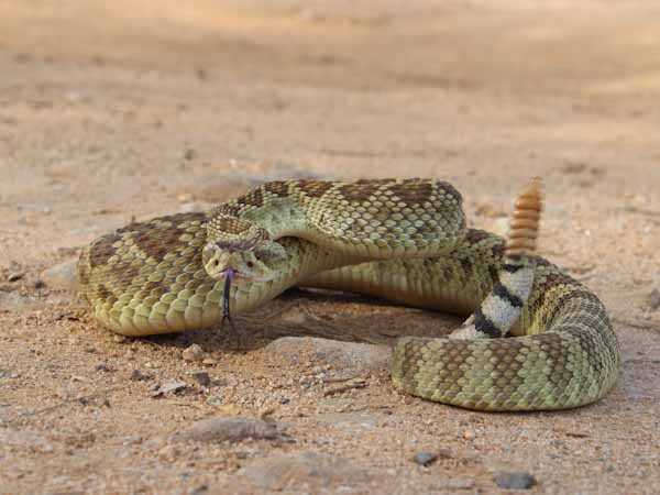 Mơ thấy rắn đuôi chuông tốt hay xấu đánh con gì hợp tuổi phát tài?