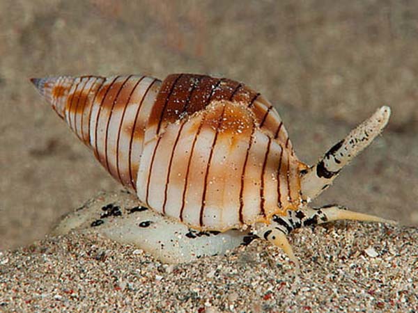 Nhìn thấy con ốc chơi xổ số con gì, có ý nghĩa điềm báo gì